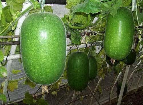 果蔬配送：冬瓜