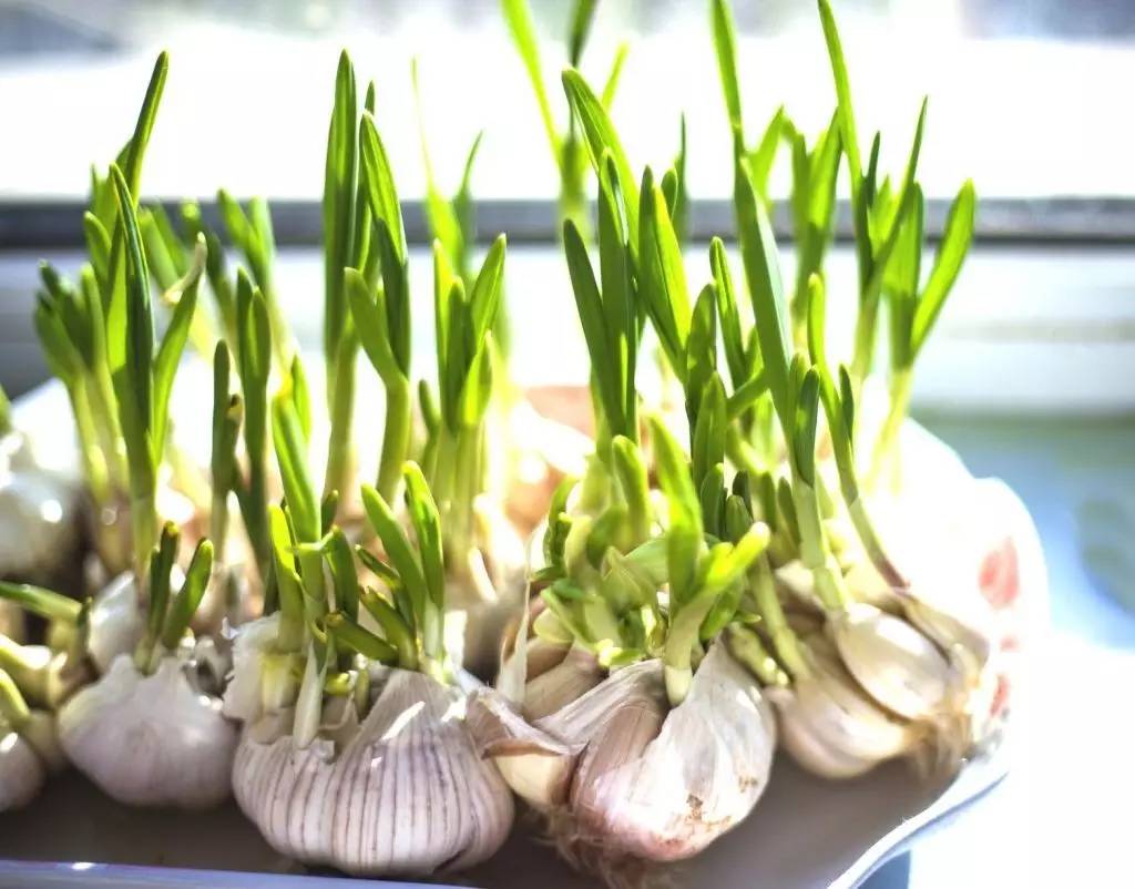 大蒜發芽還能吃？這些蔬菜發芽后的真相讓你大吃一驚
